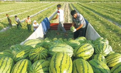 成都疫情吃瓜图片