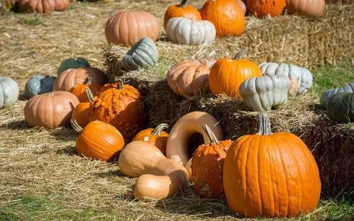 伯明翰 吃瓜,瓜田里的欢乐时光