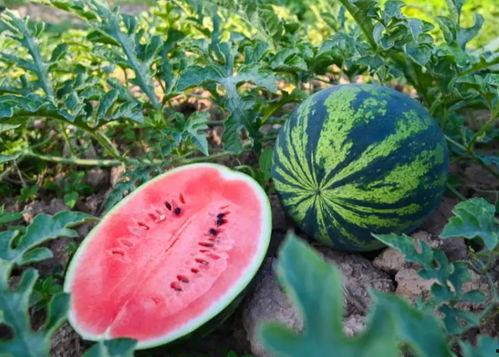 护河吃瓜,吃瓜群众见证生态变迁