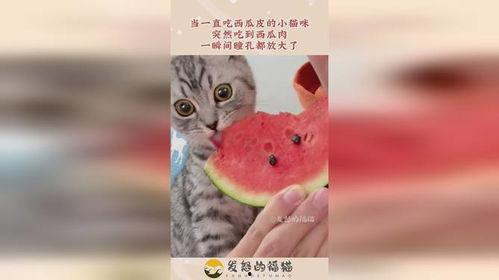 小猫喜欢吃瓜,瓜果乐园里的美食探险
