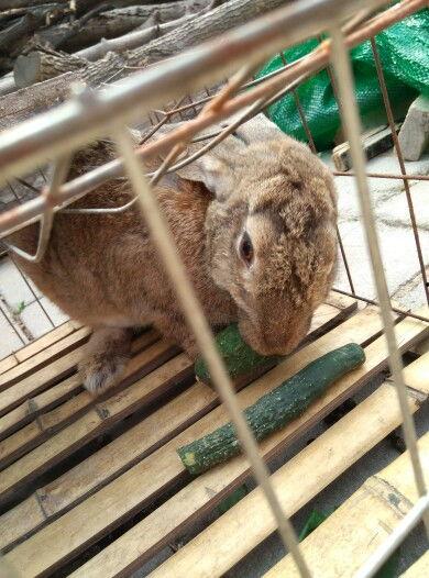 吃瓜兔子和狮子,一场意外的森林奇遇