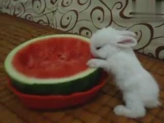 吃瓜兔子和狮子,一场意外的森林奇遇