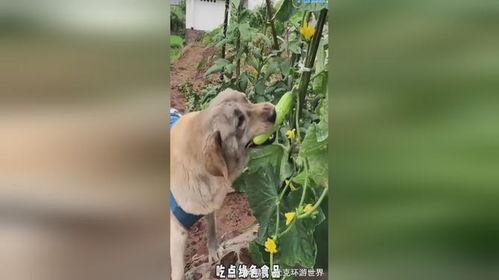 看小狗吃瓜蜜,小狗的甜蜜美食之旅
