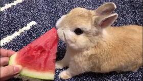 小兔吃瓜的作品,趣味盎然的童年趣事