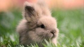 小兔吃瓜的作品,趣味盎然的童年趣事