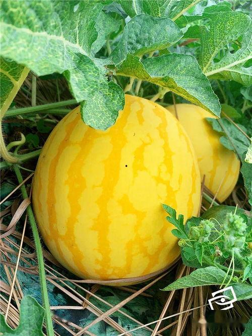 各种年代吃瓜,不同年代吃瓜文化概览